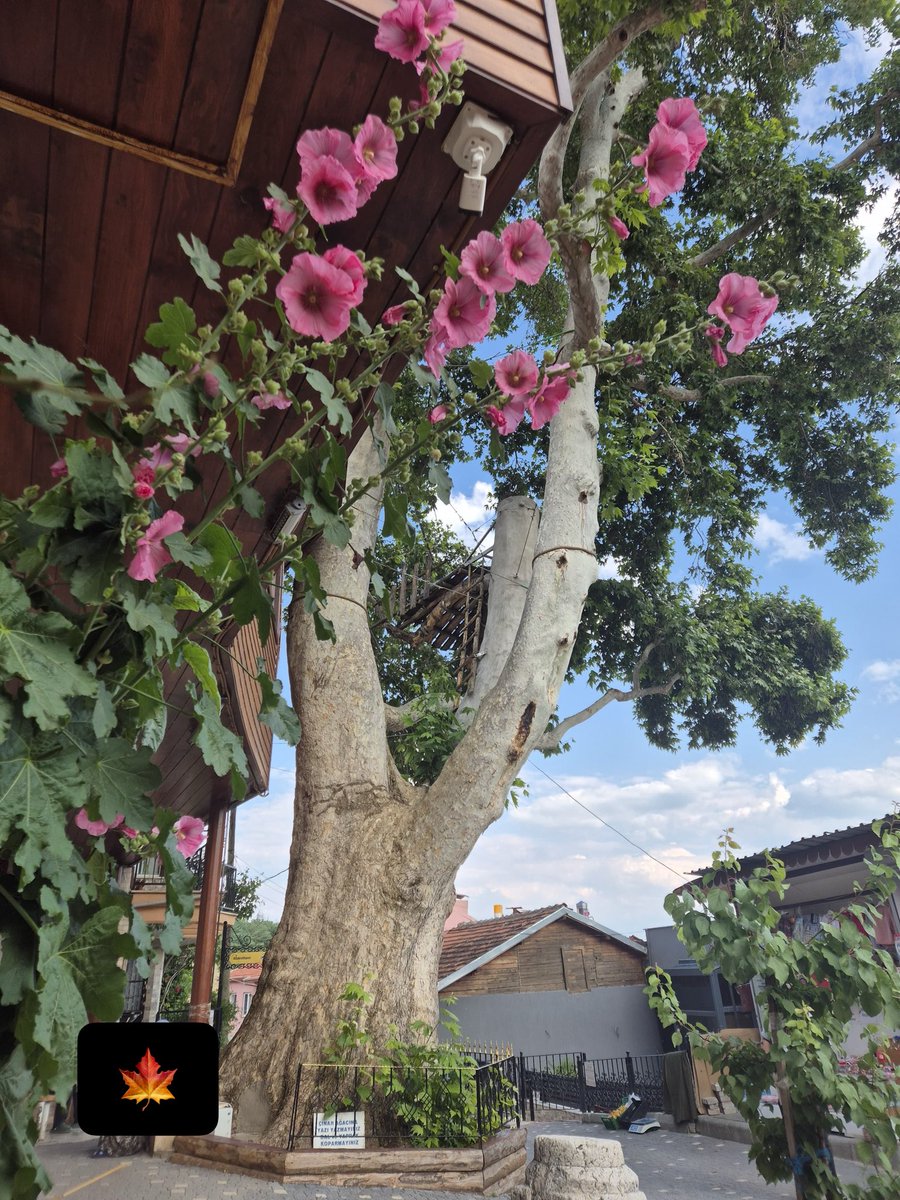 Nura_Katip's tweet photo. Bu dünya çabuk tebeddül eder bir misafirhane olduğunu yakînen iman edip bildim.
Madem her yer misafirhanedir; eğer misafirhane sahibinin rahmeti yâr ise, herkes yârdır, her yer yarar.
Eğer yâr değilse, her yer kalbe bârdır ve herkes düşmandır. 

#RisaleiNur
#Bediüzzaman
#Barla🌹 https://t.co/Rebzq7vTGL