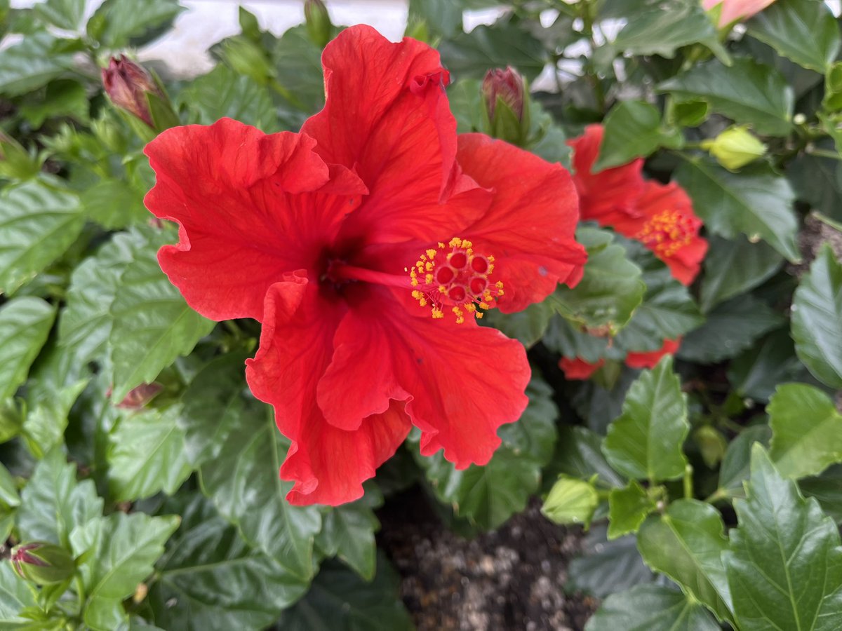 KirarRayko's tweet photo. 7月13日（月）

おはようございます

今日も暑くなりそうですね

ハイビスカス🌺

今週もよろしくお願いします🌺 https://t.co/n5sXOrnhfx