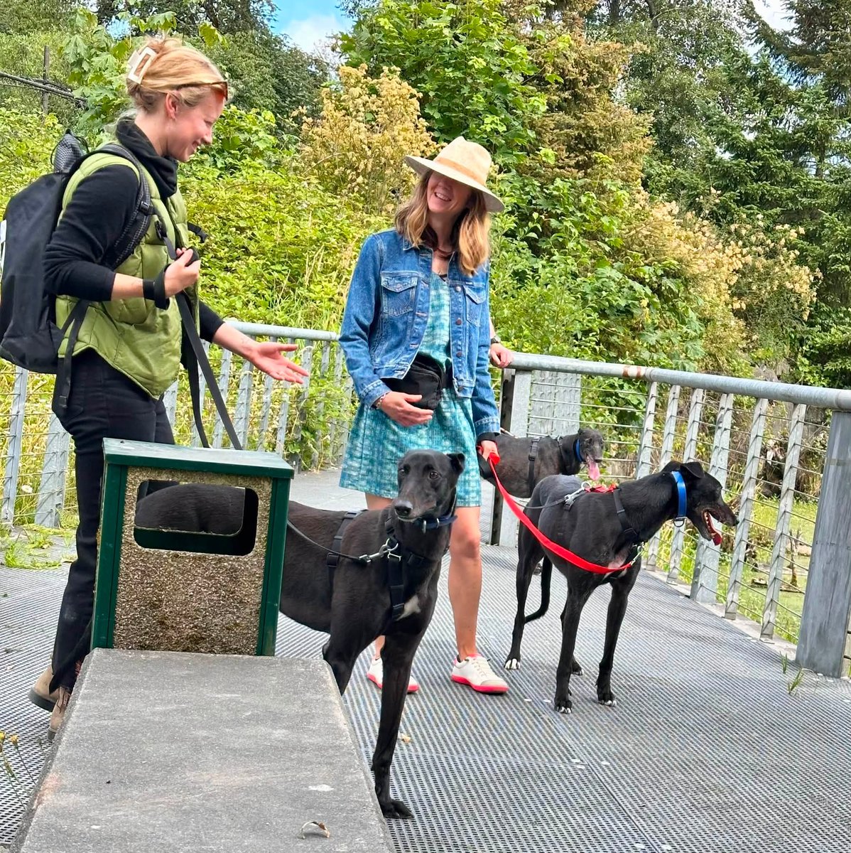 GPIGreyhounds's tweet photo. GPI Sunday Available Dog Report ~
Brightwater walk with ARCHIE, TINA, BEN, JONATHAN, ANNIE, BUNTY, IGOR and JASPER. Lovely breeze on the way. Thank you, volunteers!  Photos by Michelle, Mary, Ginger and Chris.   /1 of 2 https://t.co/ViquDrPW9I