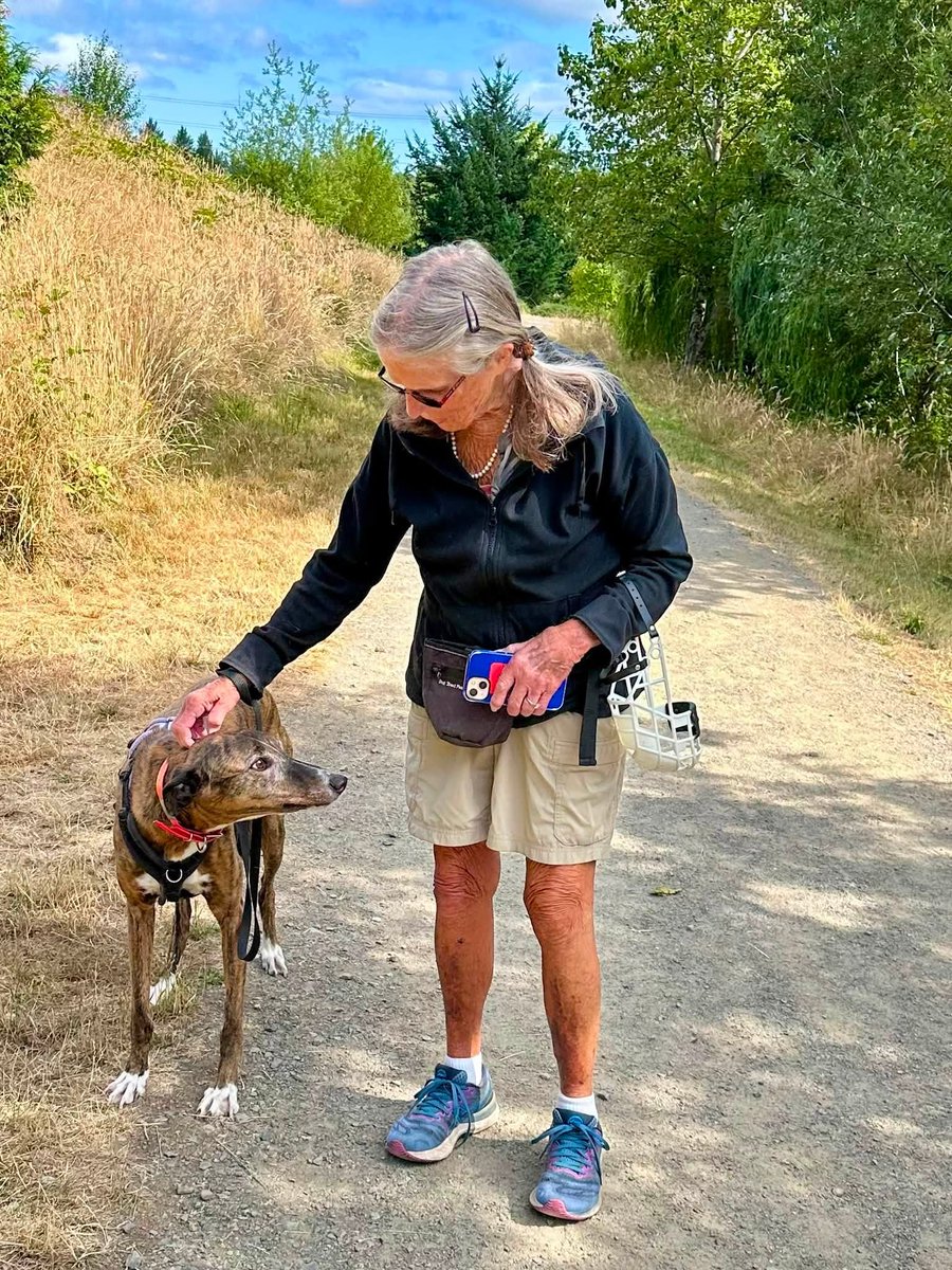 GPIGreyhounds's tweet photo. GPI Sunday Available Dog Report ~
Brightwater walk with ARCHIE, TINA, BEN, JONATHAN, ANNIE, BUNTY, IGOR and JASPER. Lovely breeze on the way. Thank you, volunteers!  Photos by Michelle, Mary, Ginger and Chris.   /1 of 2 https://t.co/ViquDrPW9I
