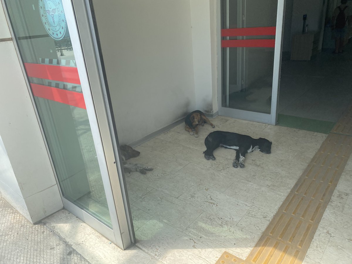 KopekTehlikesi's tweet photo. Başıboş köpeklerin mesken tuttuğu devlet hastaneleri olması @RTErdogan'ın sağlıkta yaptığı devrime ihanettir. Zira 1990 SSK hastanelerinde  bile bu rezillik yoktu.

Valilik kanunu uygulatamıyor mu?

Milas Devlet Hastanesi Acil Servis Giriş

@TCMilasKaymakam @saglikbakanligi  @MilasBelediyesi