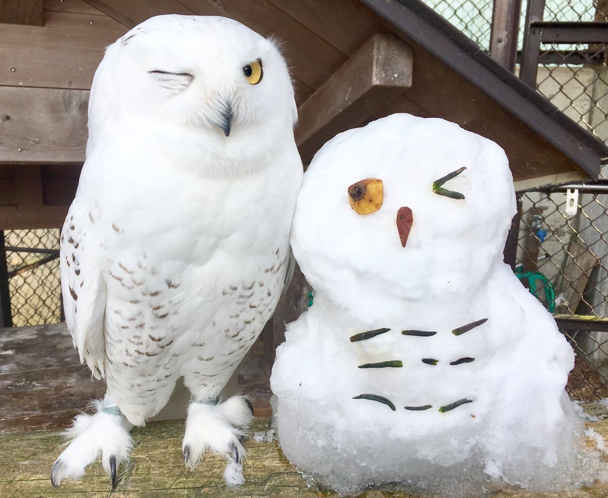 Owl Every Day tweet media