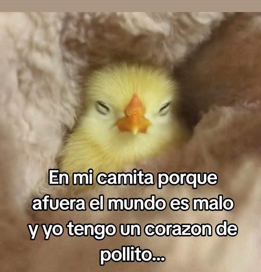 Animalesaprieto's tweet photo. https://t.co/LygZDmPgDl