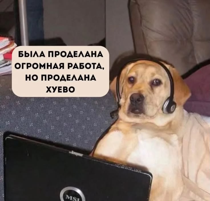 KukuruzaLeon's tweet photo. защита диплома https://t.co/dMp3C2CTOF