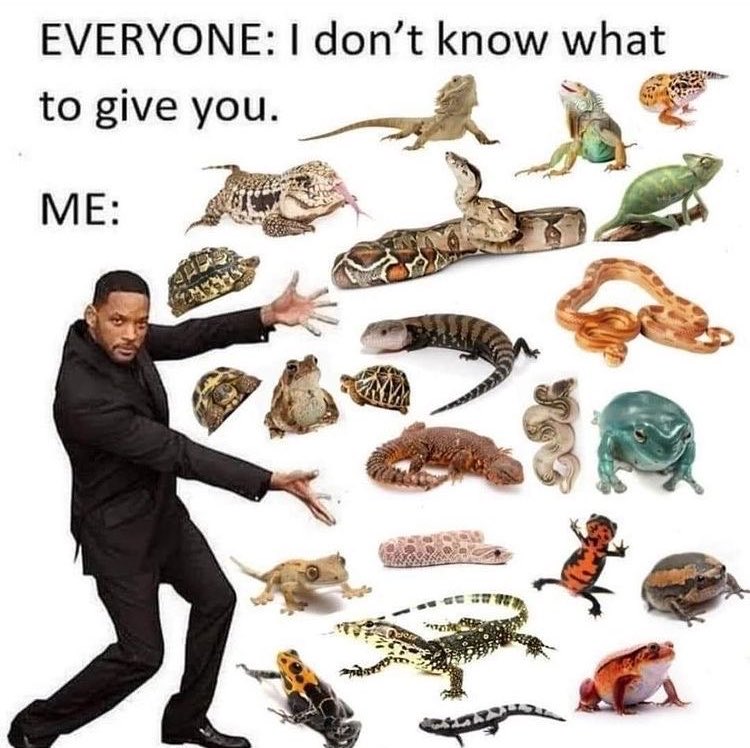 miidorhao's tweet photo. #thread of my fav thai actors and actresses as reptiles + reptiles morphs <3 https://t.co/uu27AmL53M