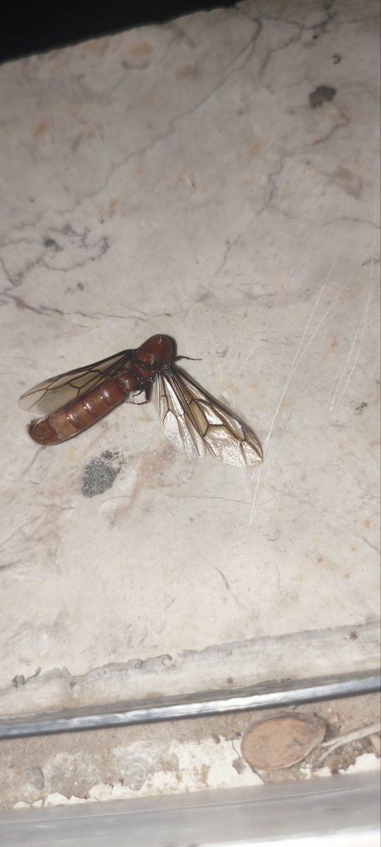 yosef1122005's tweet photo. Harmful insects of large sizes are attacking me here in my tent 💔💔💔
The situation is difficult; rats, rodents, and harmful insects. 😭😭💔💔
https://t.co/khRx9Ijfsd
Help me buy insect repellent 🙏🏻🙏🏻🥺🥺 https://t.co/nP6gZyjrf9