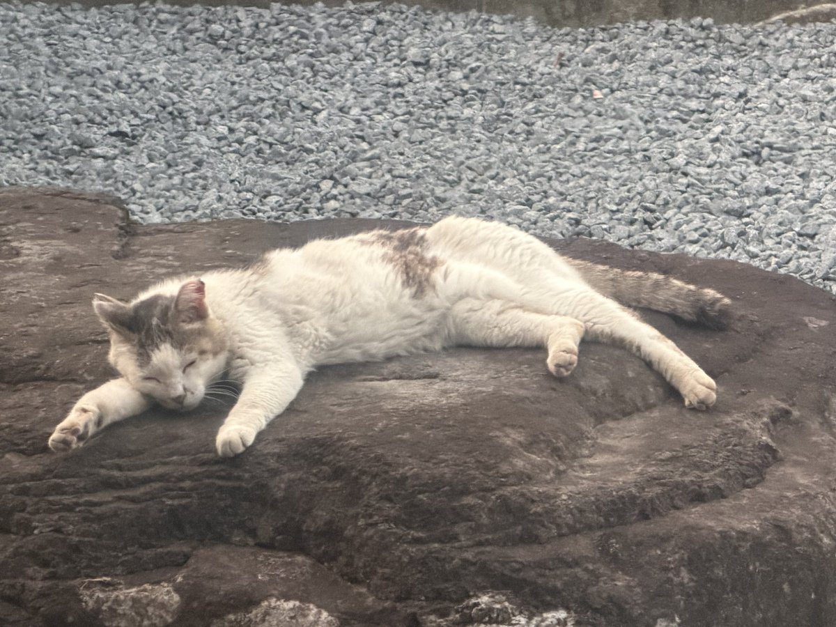 カフェちゃん、おはよ〜🐈🐾 岩の上で寝て待つのが、最近のルーティン🤭