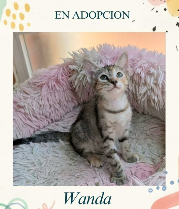 enGatadas_AB's tweet photo. Ion Adoptado por una familia 👌 y una  Michihermana, Rose que, de momento se están conociendo, pero pronto serán inseparables

Felicidades familia
Gracias por darle una oportunidad a un gatito que lo necesita, qué seáis muy felices y ahora ayudadnos a que Wanda encuentre la suya https://t.co/wggRWj1HOL