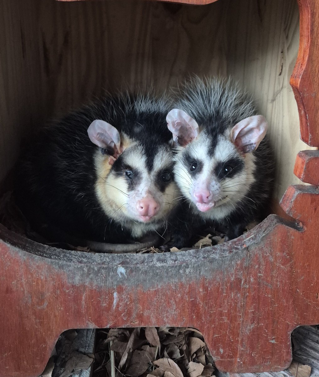 aaguvolpato's tweet photo. Lexie y Ziggy 🥰 https://t.co/DXAD1T1iqO