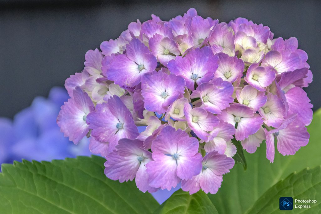 6Zfdz143syVN7hO おはようございます❗ 地元の今年の紫陽花は持ちが