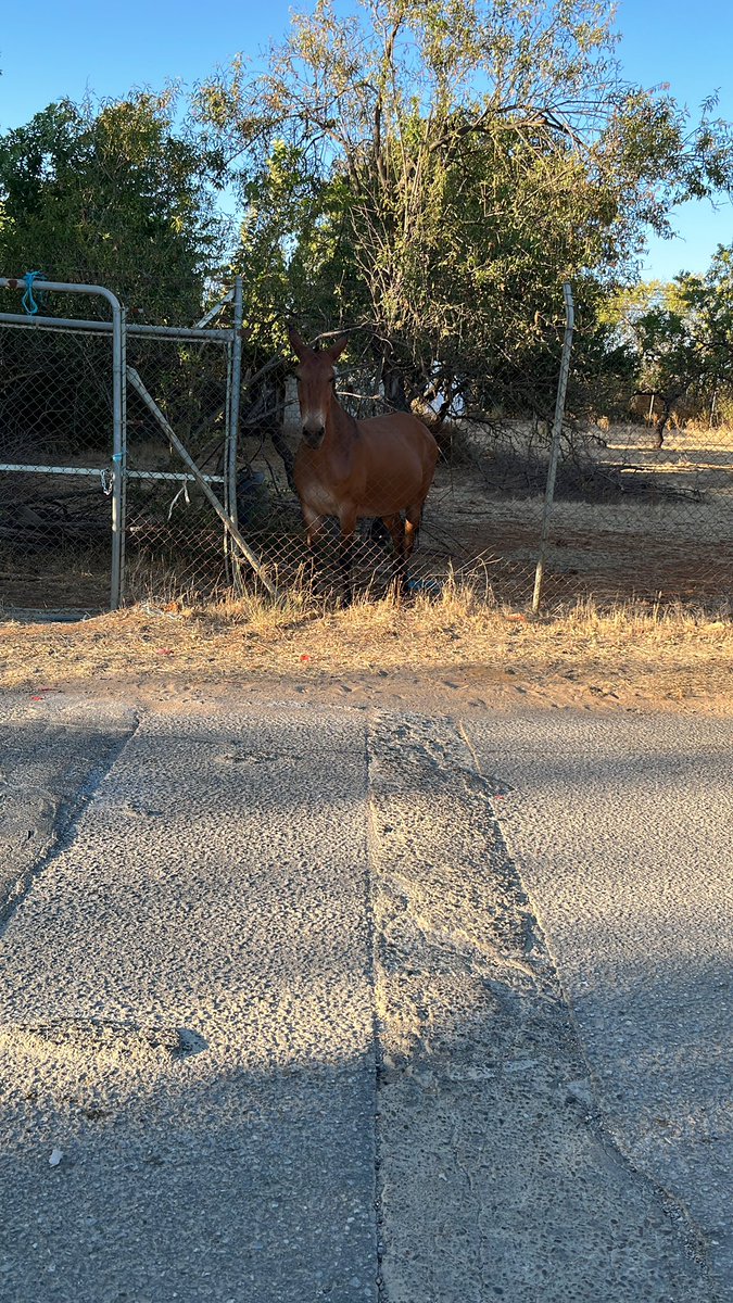 karatiyei's tweet photo. @luiisaxm_ Yo he visto un caballo repartiendo https://t.co/7QcvUaAGFi