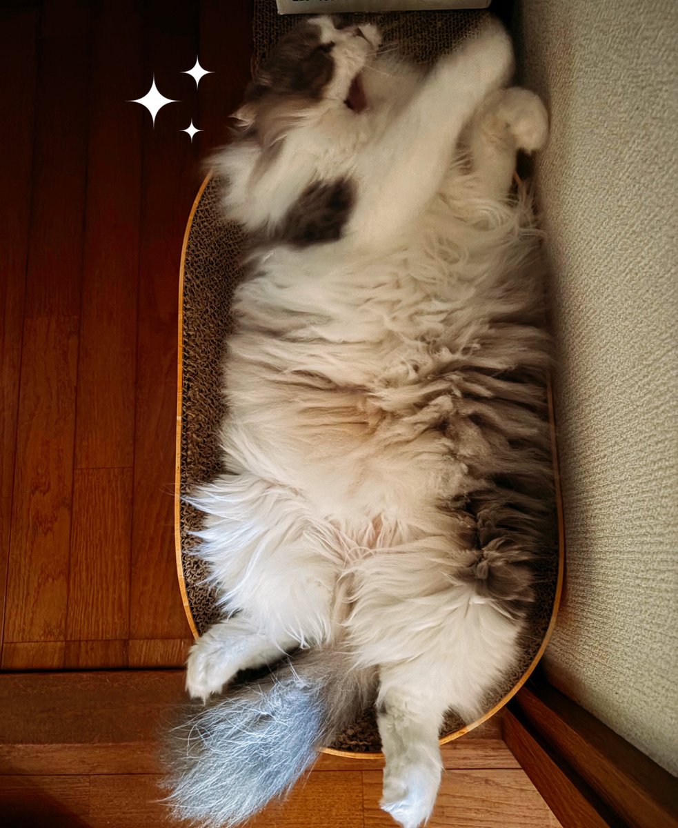 ぼ〜ちゃん☀️ 「デカモフにゃおんぬっ(*´◒`*)💕」 夏になったので