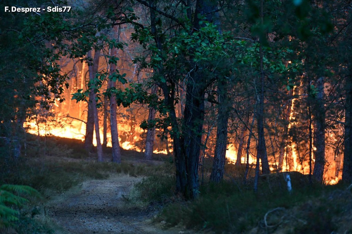 InfosFrancaises's tweet photo. ALERTE - Les autorités font état d'un incendie d'une ampleur "exceptionnelle" en cours au sud de Paris. La forêt de #Fontainebleau est en feu, avec d'ores et déjà plus 300 hectares brulés en Seine-et-Marne. Pour la première fois en Île-de-France, des avions bombardiers ont été mobilisés. 
Une quinzaine d'habitations ont été évacuées.
Deux violents feux se sont déclaré à proximité de l'A6 et ont convergé.
L'A6 est coupée dans deux sens. Un arrêté préfectoral a conduit à l'arrêt d'une cinquantaine de TGV dans le secteurs. Le trafic ferroviaire est très perturbé sur l'axe Sud-Est.
Du jamais vu en forêt francilienne.