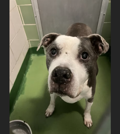 HollywoodDogs tweet picture