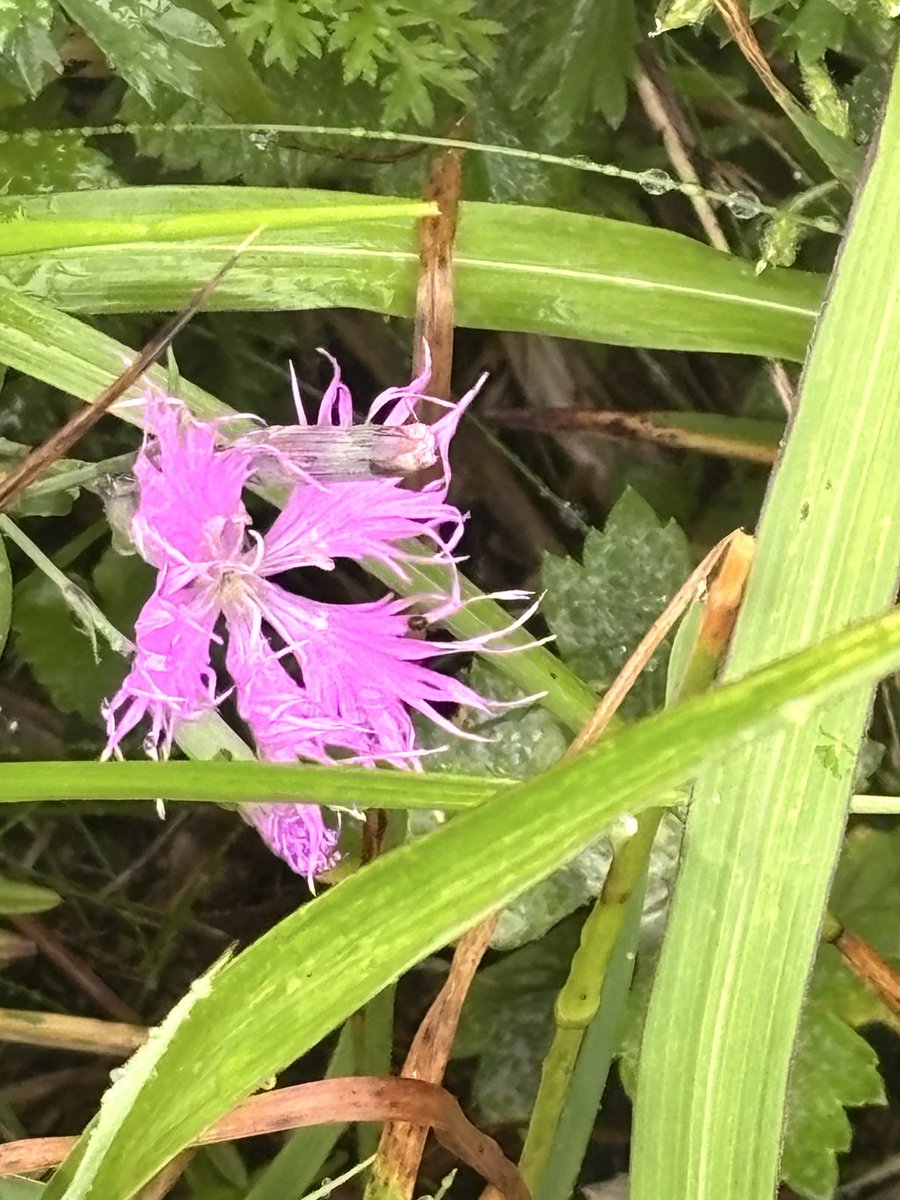 tikutikkun's tweet photo. レブンウスユキソウ✨可憐~
見れてよかった💕　霧雨の中での桃山展望台ハイキングだったけど逆に高山植物が瑞々しくきれいに見えた。花は可愛いね~ https://t.co/HnVBsqoG70