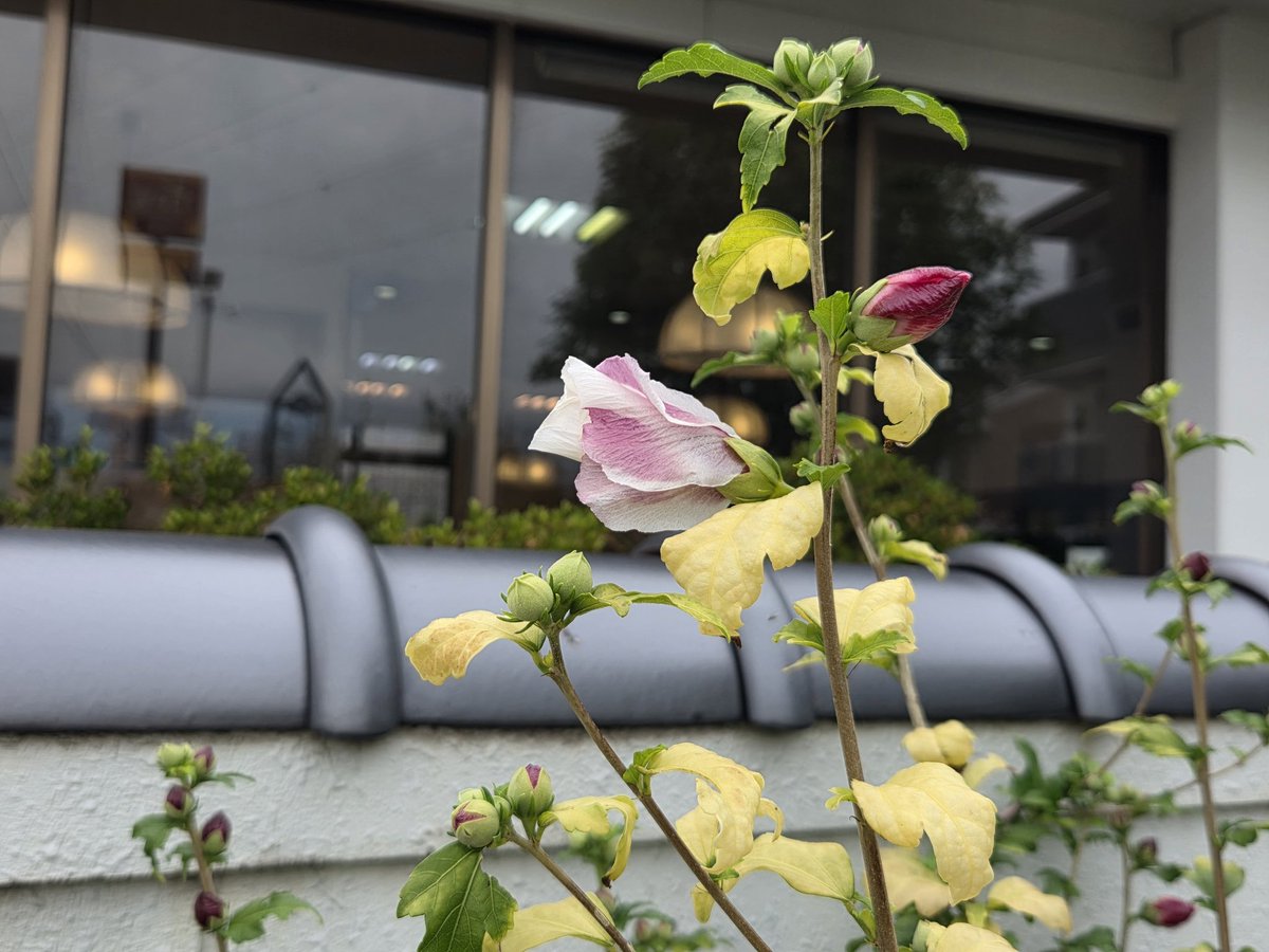 葉っぱが花みたいに綺麗