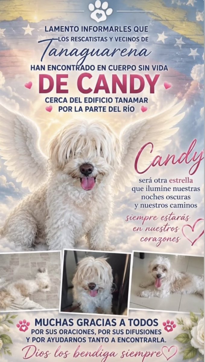 gracon27's tweet photo. #Tanaguarena 🎗️

Siento mucho informarles que Candy está en cielo❤️‍🩹😭🐶
Nuestras condolencias a sus familiares y un abrazo fraternal.
❤️‍🩹🫂🇻🇪🐶😇🙏🏻😭 https://t.co/HuHXwekUhG