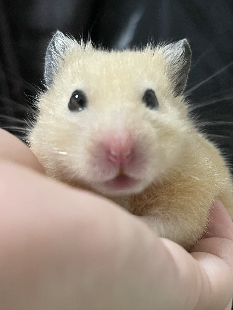 norakurorororo's tweet photo. なつでやんすね。
くーらーをつけて おみずをのむでやんす！まむとのやくそくでやんすよ！ https://t.co/JXPmCEq4Yd