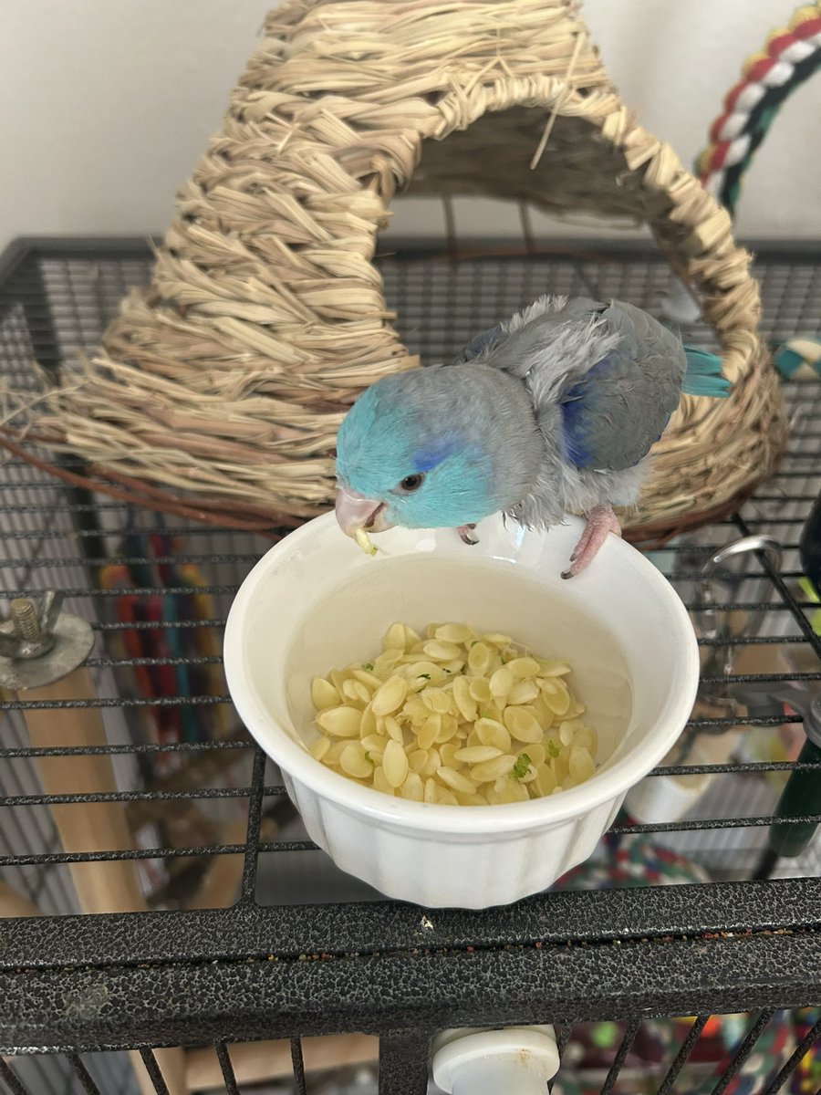 itskinkerbellxo's tweet photo. I grew this and then I baked it into brownies and then I fed the seeds to my parrot :) https://t.co/BYGzeEVUhe