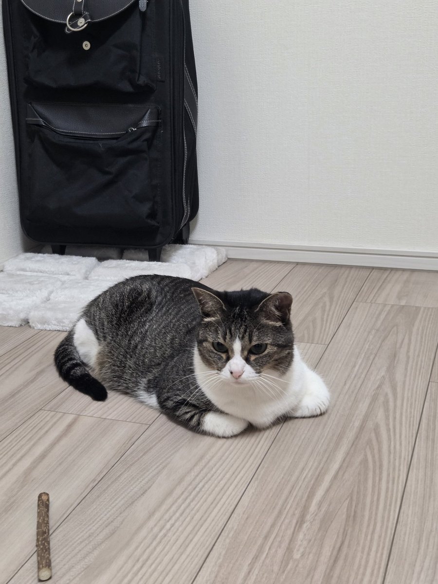 tsukuneneko's tweet photo. 暑い部屋でもっちりしていました。 https://t.co/b8o6S5DRGD