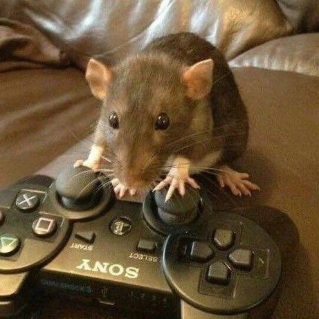 alex 🐀 edtwt tweet media