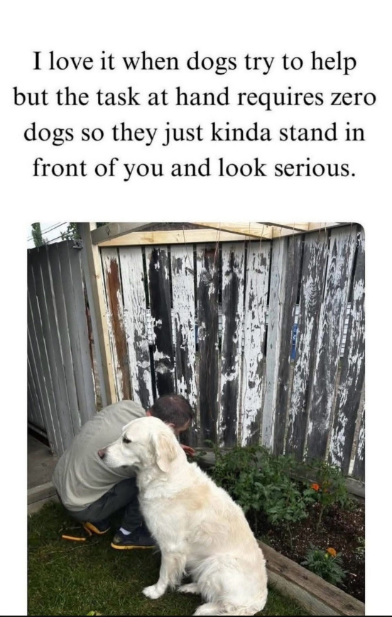 TweeetsOfDogs's tweet photo. https://t.co/2aIzgoWlvN