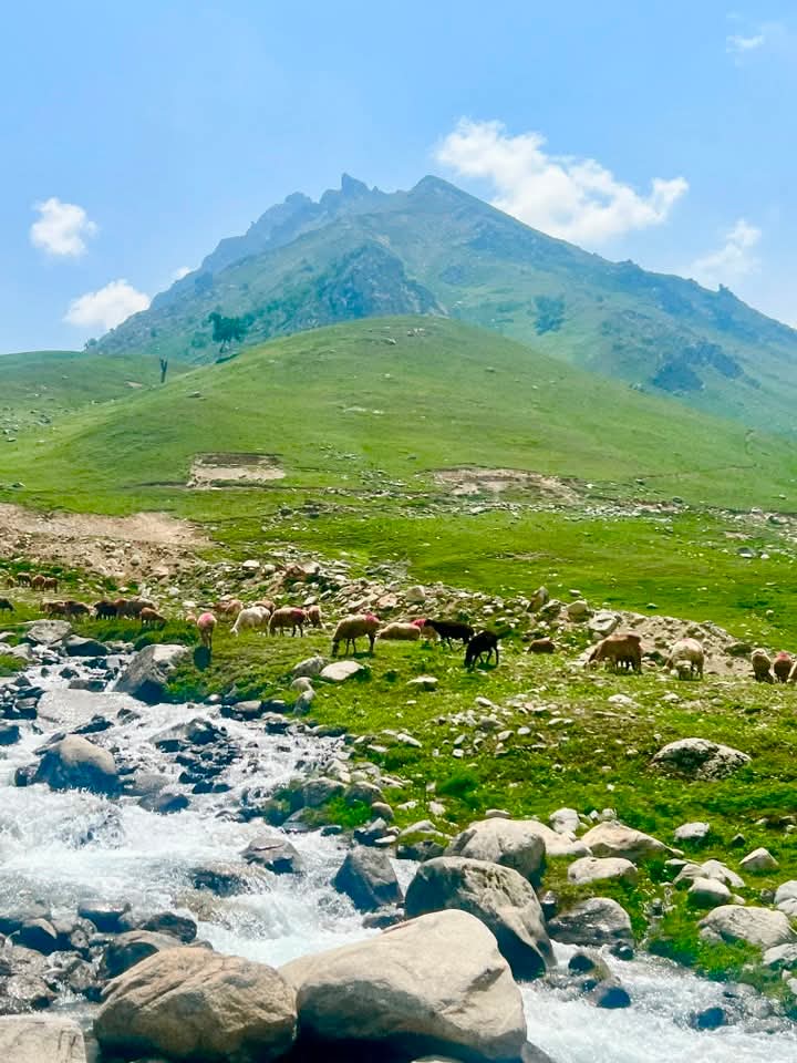 SeemaGhazal7's tweet photo. #Deosai #NaturePhotography #NatureBeauty #Beautiful #nature #photo #photography #NaturalBeauty #naturelover #landscape #mountains #naturescenery https://t.co/P5CFmncsFk