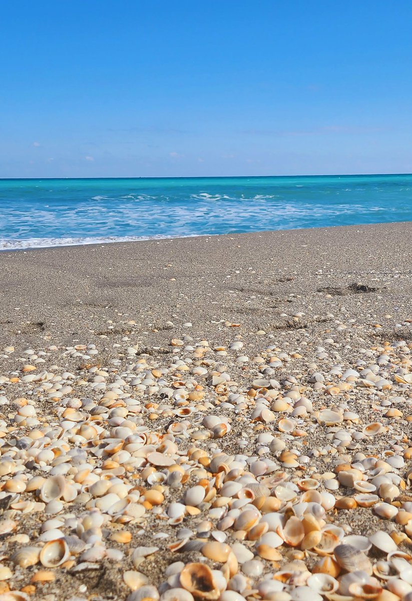 AngelaBrentHar1's tweet photo. Where the ocean paints my soul in shades of blue. 🧜♀️🧜♂️🩵🐚🌊💙🤍🪼🐬🐟 #shadesofblue #JupiterFlorida https://t.co/9ReEvEETqU