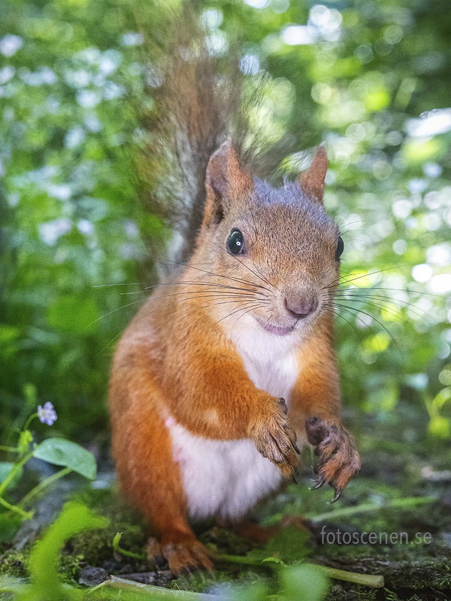 Squirrels by Fotoscenen tweet media