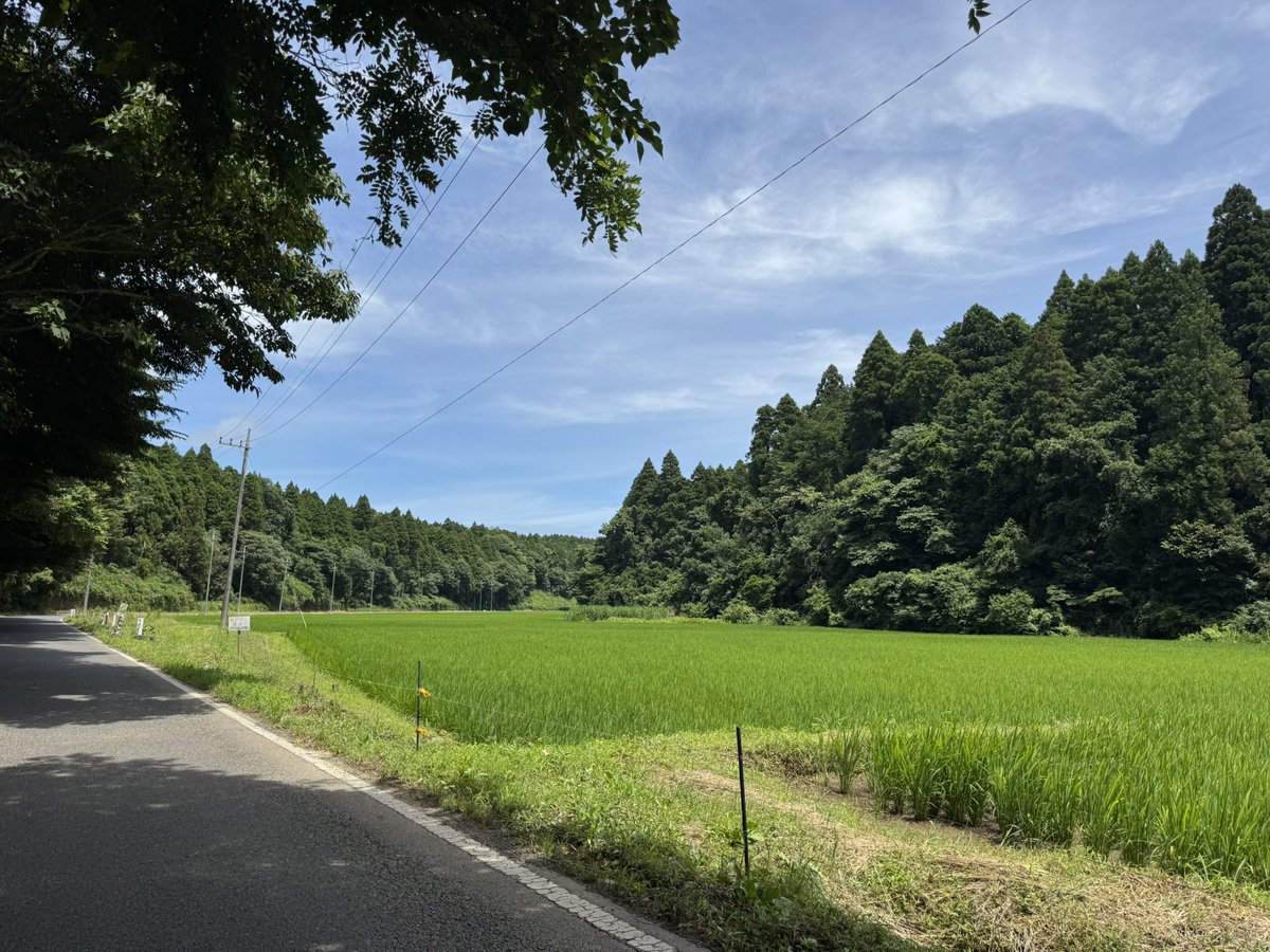 B1G_BLUE's tweet photo. 岐阜から千葉に引越して、長男が中学で「田舎者」だとイジメられているらしい。

千葉市内から大網白里まで毎日トトロみたいな景色のなか40分通勤して、店の前に10cmくらいのクモとかカタツムリが居る俺からしたら岐阜より千葉のほうがめちゃくちゃ田舎なんだよね。

全く意味がわかんない。 https://t.co/fnUbsmBQAh