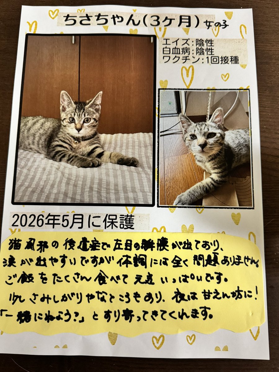 ysec_1101's tweet photo. ちさちゃんの里親募集のチラシ作ってみました！

#キジトラ
#保護猫
#里親募集
#茨城 https://t.co/GgAT9NICnf