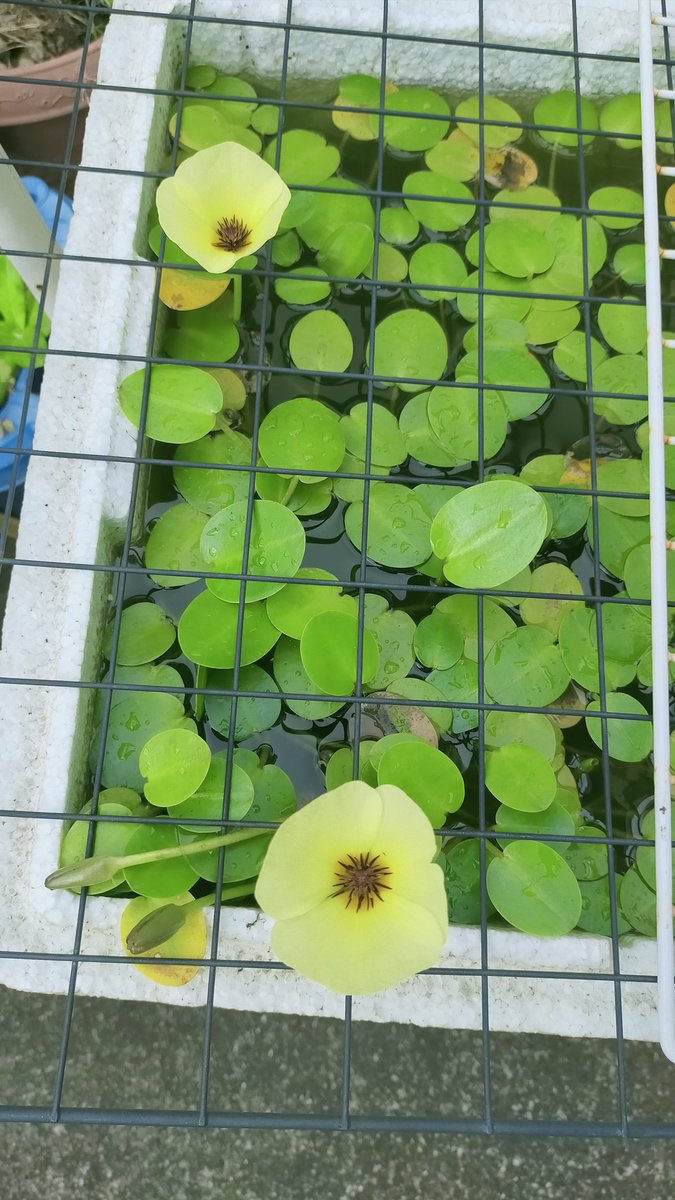 k96389638's tweet photo. #ビオトープ#水草#ウォーターポピー https://t.co/YfTjnxVegN