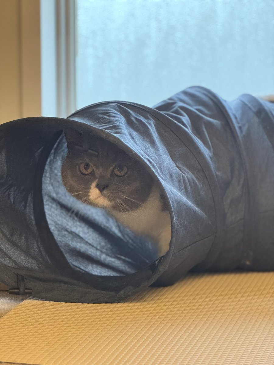 56thecat's tweet photo. ひるごろー
#ブリティッシュショートヘア
#猫好きさんと繋がりたい
#猫のいる暮らし
#BritishShorthair https://t.co/Qb3whgKc4b