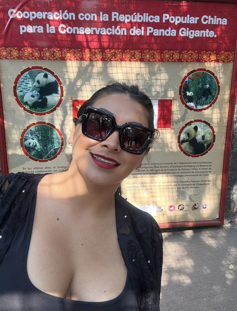 DulceAngel0's tweet photo. Hace unos días cumplió años la hermosa Panda Xinxin🐼♥️ 

#xinxin #panda #chapultepec #pandaxinxin #china https://t.co/sB7kLex5dB