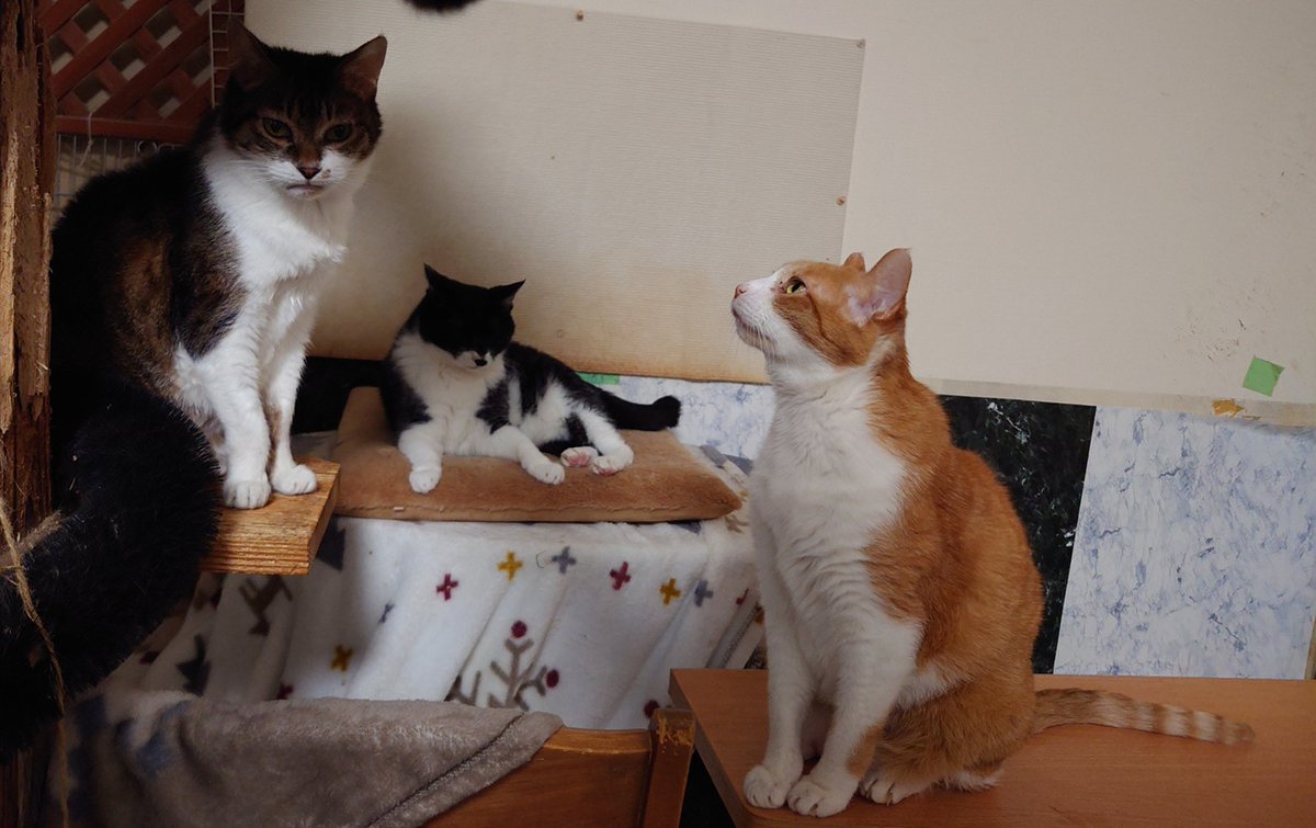 p_mauler's tweet photo. #まうけねこ https://t.co/pwuK4OGqLH