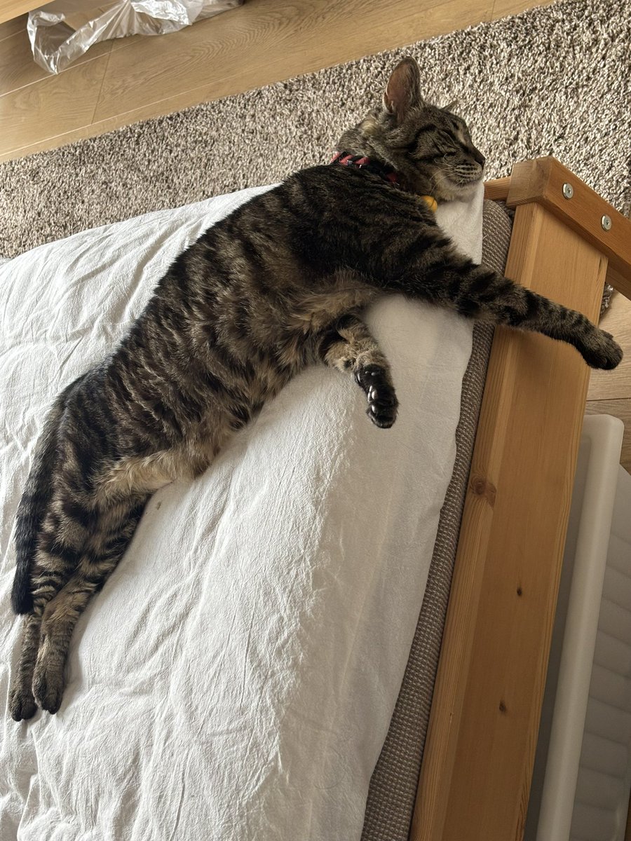 soredemo_baske's tweet photo. しあわせねこ。

部屋の前を通る度に体勢が変わってんのウケるwww
3枚目のお手手の位置がかわいい(ω) https://t.co/WWj3WR5h4O