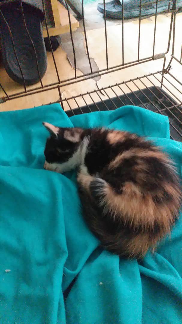 fourmeows1's tweet photo. ‼️ADOPTER NEEDED‼️

📍SEL/KL
📞 013 5857580

A 2m/o kitten dibuang di kedai runcit. 3 days w/o anyone coming to rescue her, so a kind hearted person stepped in &amp; is fostering her rn. Shes far too young to survive on the streets alone.

Ada sesiapa yang sudi adopt this lil baby?🥺 https://t.co/X9mVphlPPA