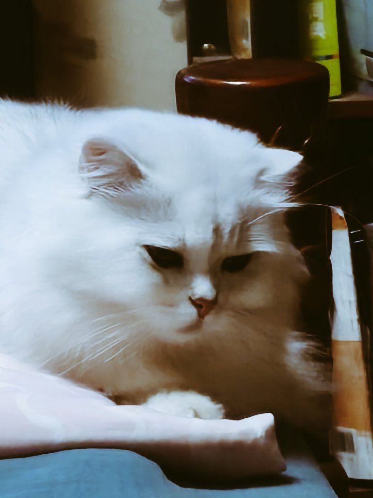 carsonlovkitty's tweet photo. A touch of melancholy https://t.co/fUitR8UJrk