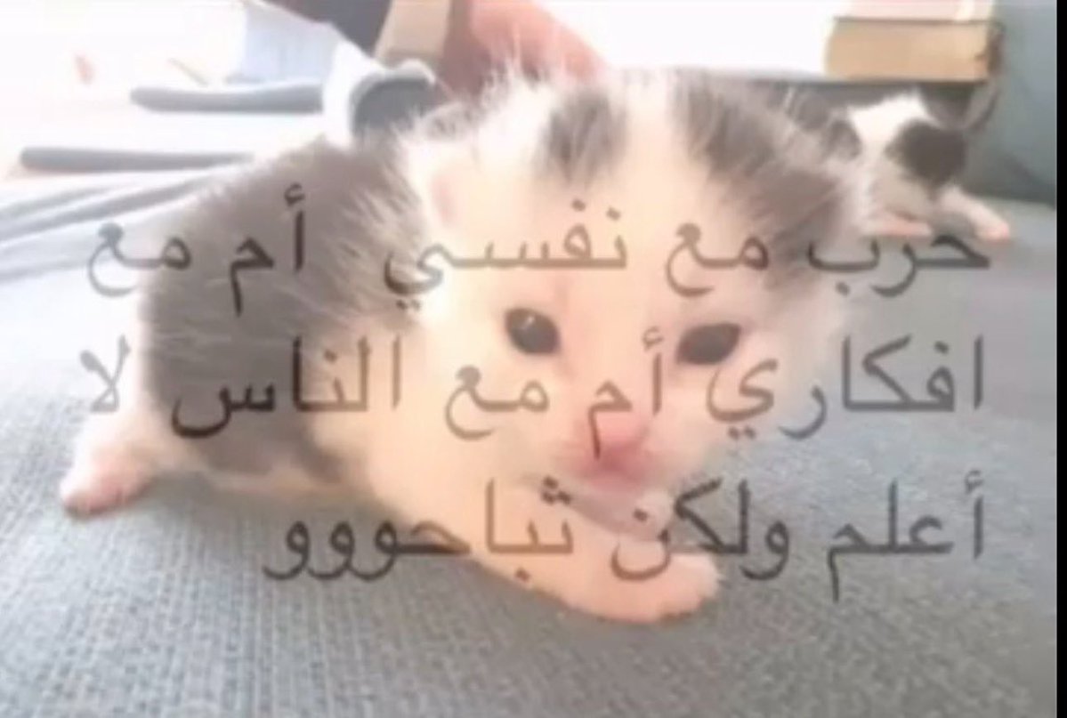 🐾 tweet media