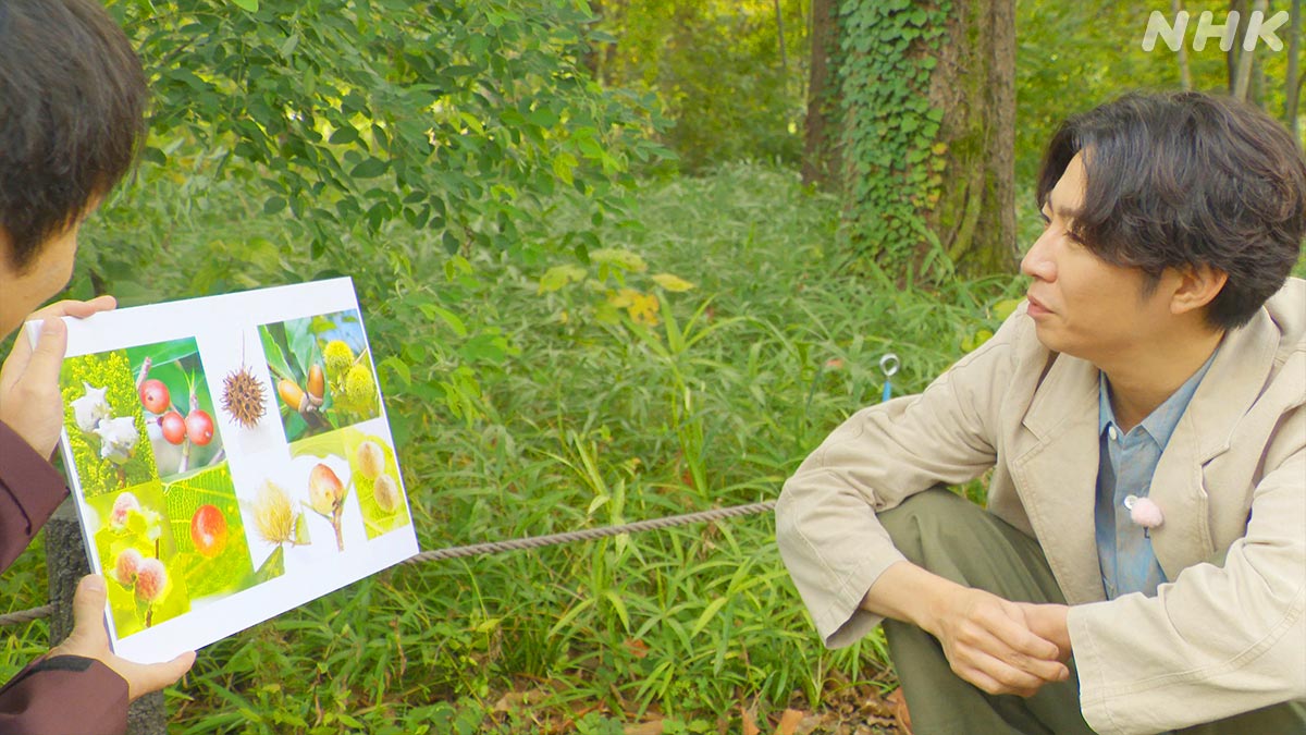 nhk_darwin's tweet photo. 【相葉さんと探せ！ミクロいきもの超ワールド】

相葉さんと虫こぶクイズに挑戦！🌳❓✨

木の実にそっくりですが･･･🌰👀
どれが虫こぶか、分かりますか？🐛🤔

（→正解は、下半分の５つが全て虫こぶ！）

⏰19日 日曜夜7時30分～

#ダーウィンが来た #相葉雅紀 https://t.co/YiZLm75fpT