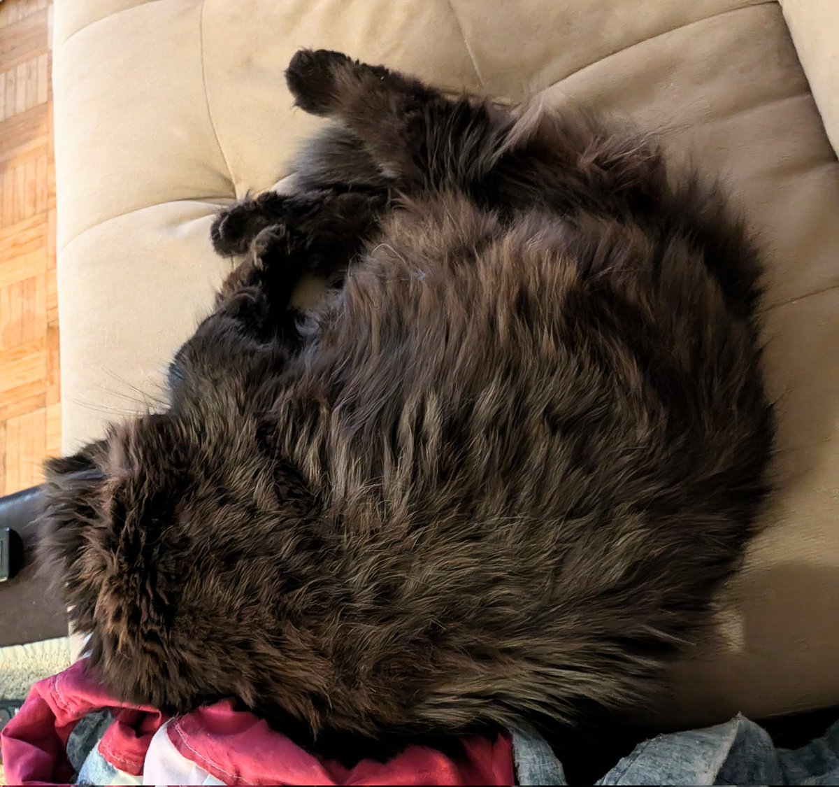JacksonTheCat2's tweet photo. Good evening from Ottawa ๐จ๐ฆ! While Mom was watching another yelly ๐ game (her @sskroughriders won!) I used my time productively. I got an early start on this round flatbread for tomorrow. #Cats #CatsOfTwitter #blackcats #sundayvibes https://t.co/KCRJ8s9mN0