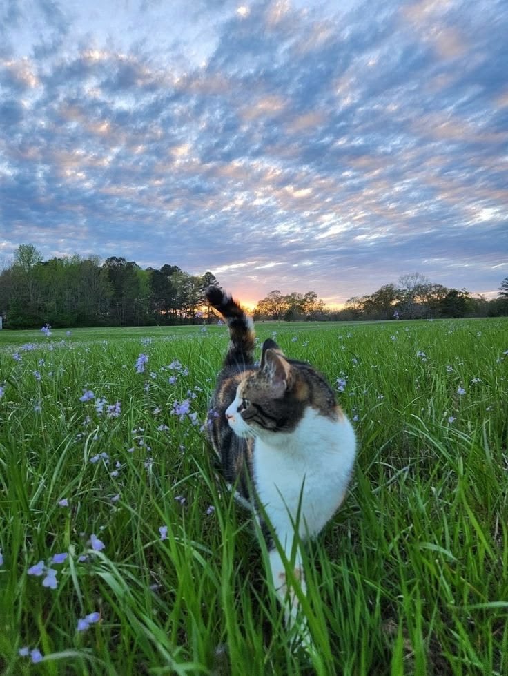 calmlivng tweet picture