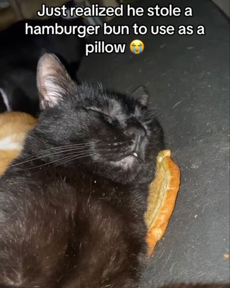 Punch Cat tweet media
