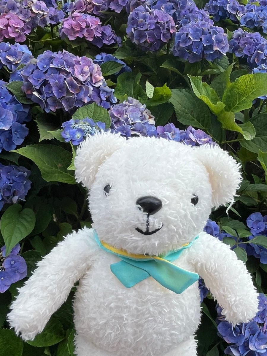 airdo_hokkaido's tweet photo. おはどぅございます• ᴥ •
紫陽花をみつけてご機嫌のベア・ドゥです🎶

今週も頑張っていきましょう～～！ https://t.co/579UmczBKm