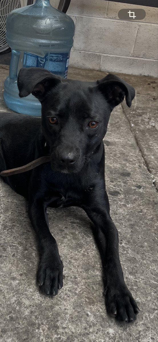 Alice_mex7's tweet photo. Cachorra perdida en Tlalnepantla Edo Mex 
Trae collar  es tranquila y obediente ! 
@Gob_Tlalne 
#TlanepantlaDeBaz
Urge encontrar a su familia 
Compartir por favor ! https://t.co/WIkCoHyyFh