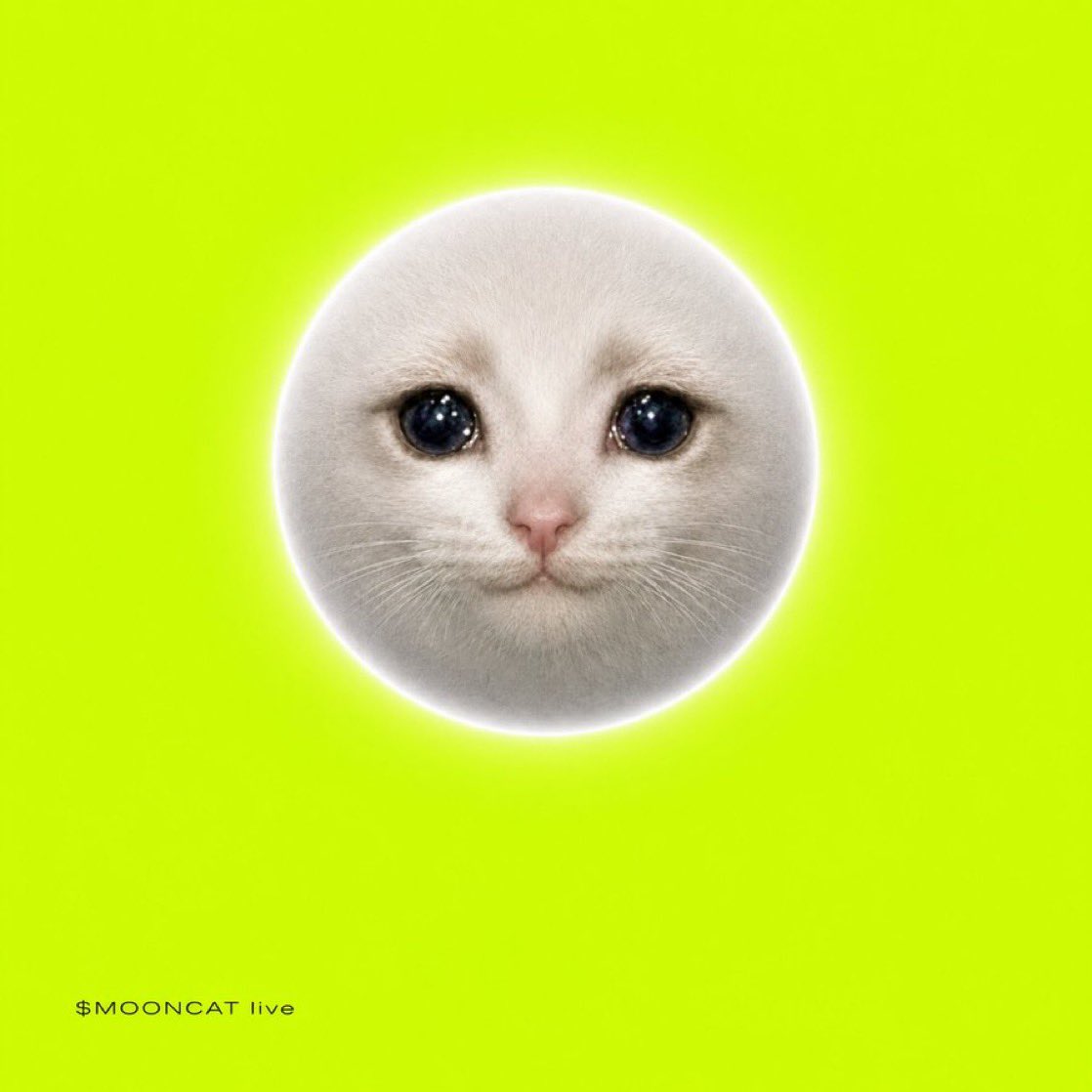 mooncat0x's tweet photo. @BagsApp @finnbags 0x4BC437B2dB77b6fa9D9Fe54473D5eAd9f194C631 https://t.co/9yNEFK7lnF