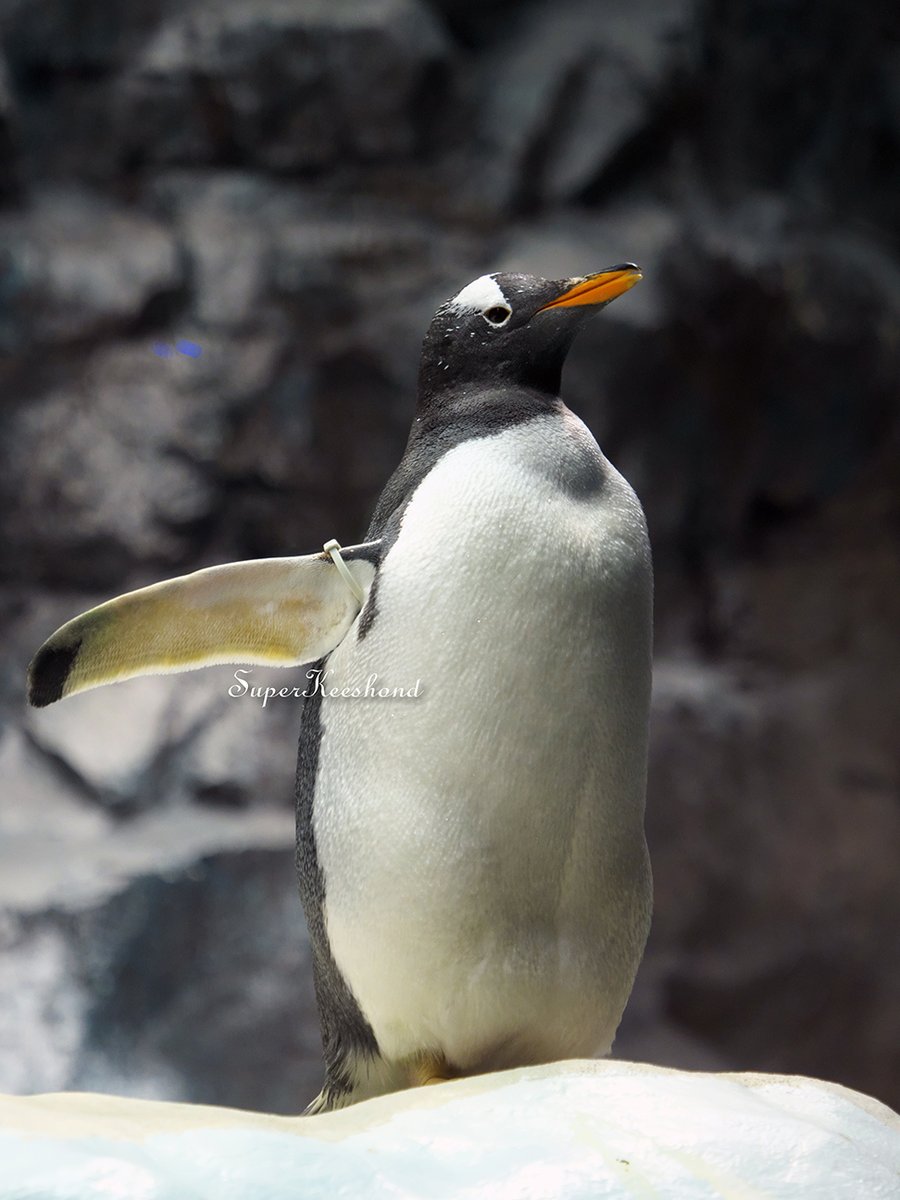 SuperKeeshond's tweet photo. おはじぇんつー

Good morning from a Gentoo penguin.
Stay cool and have a great week. https://t.co/joPqDF2MI6