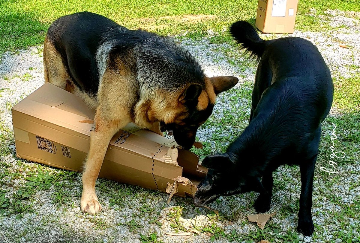 K9Garm tweet media