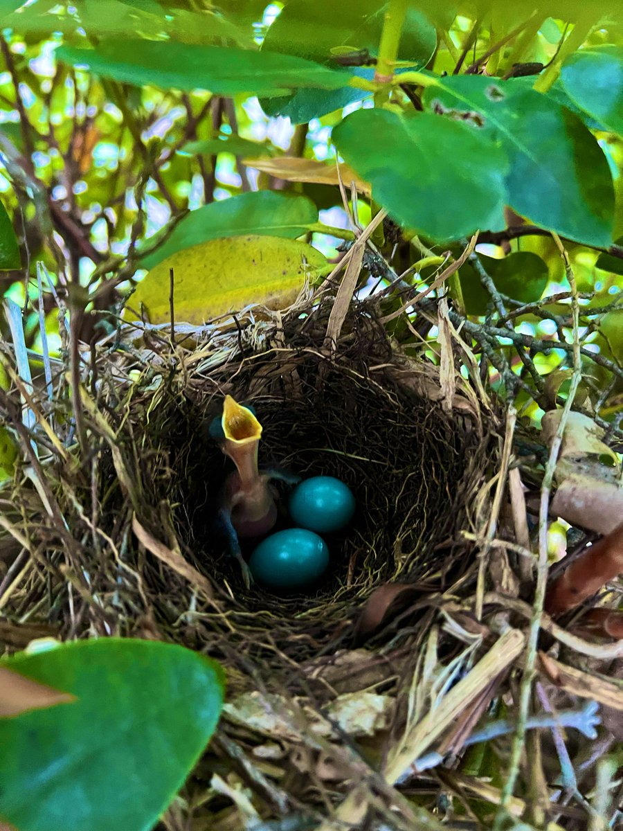 Abirdy86's tweet photo. Birb https://t.co/2CI82bHlQR