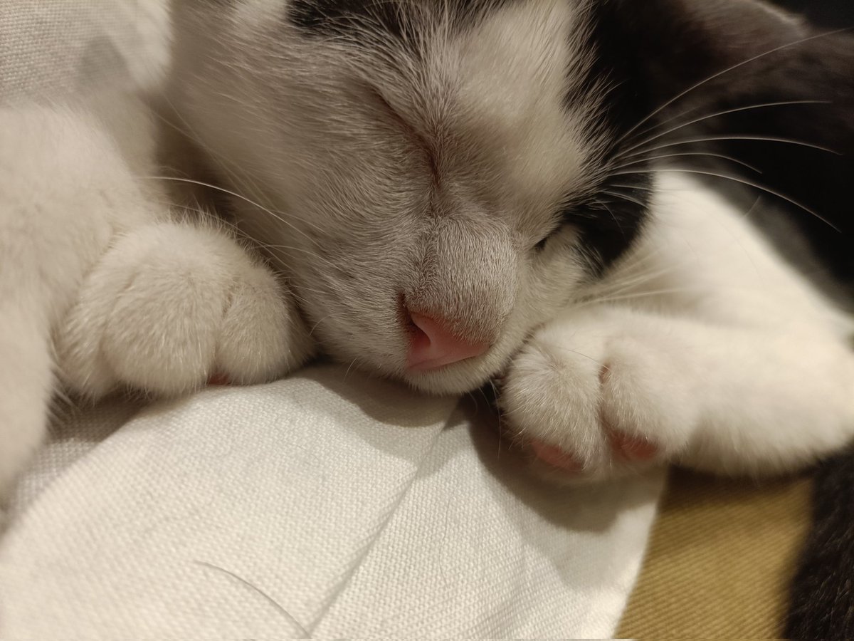 m_a_s_a_7800's tweet photo. 白黒、仲良く
#宿木カフェ #谷中 #保護猫カフェ
#カリン #のあ https://t.co/7KH0vJJDNH